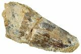 Bargain, Fossil Spinosaurus Tooth - Real Dinosaur Tooth #273776-1